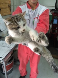 猫