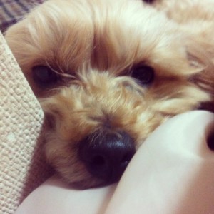 koko