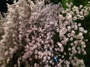 IMG_4816