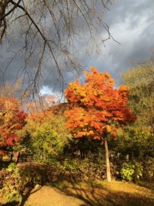 山梨 紅葉IMG_1244