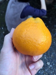 みかん