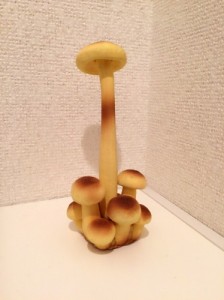 きのこ