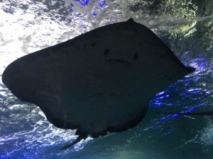 mannta2