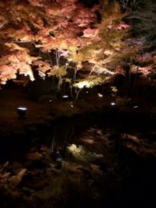 夜 紅葉