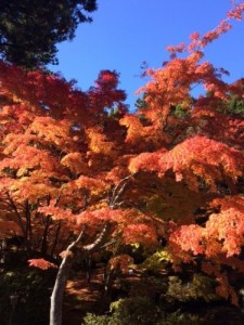 昼 もみじ