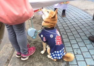 檜田、犬