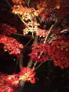 夜 もみじだけ