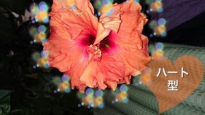 2開花