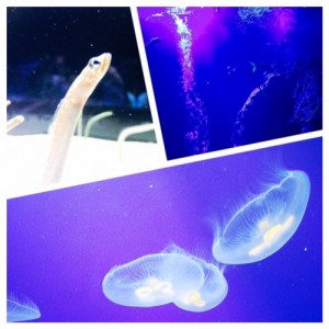 すみだ水族館IMG_1468