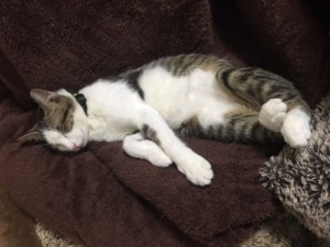 まいくろ