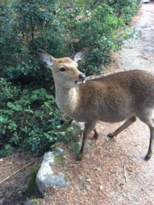 朝の鹿