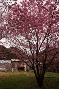 桜2