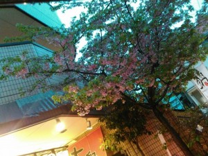 松尾実家桜