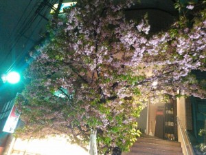松尾実家桜2