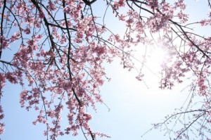 桜