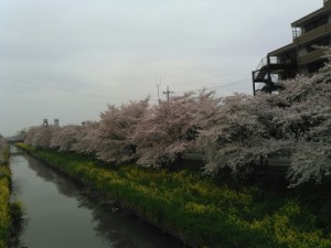 松尾桜3