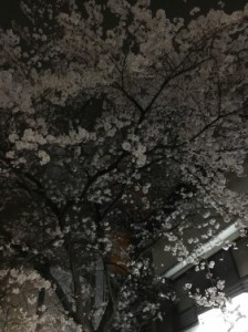 夜桜