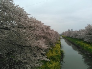 松尾桜2