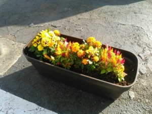 hana3