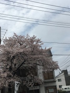 sakura