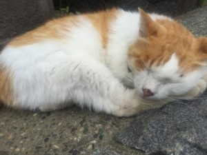 江ノ島猫2