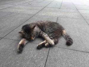 江ノ島猫