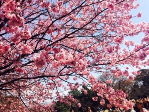 赤井桜