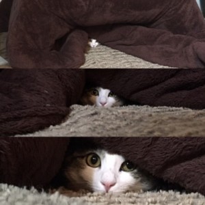 まいくろ
