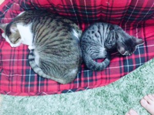 まいくろとばんず2