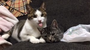 まいくろとばんず