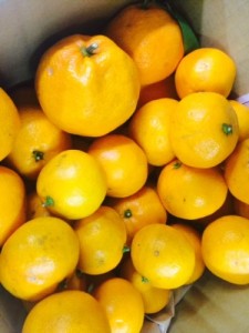 mikan