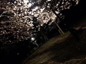 さくら