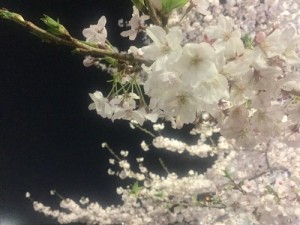 桜2