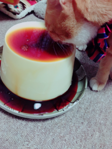 プリンとぬーたん