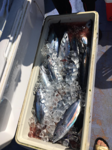釣り