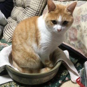 猫鍋