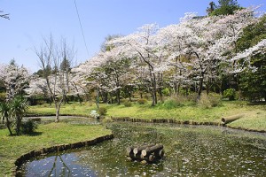 sakura0134_02